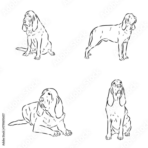 bloodhound dog breed, vector sketch