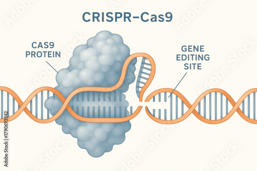 CRISPR Cas9 gene editing diagram clear educational tool. This genetic engineering illustration shows Cas9 protein cutting DNA helix for molecular biology science research
