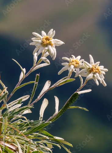 Macro shot of Edelweiss (Leontopodium alpinum) growing in alpine mountains. Iconic white flower symbolizing purity, love, and strength in nature, photographed in natural sunlight.