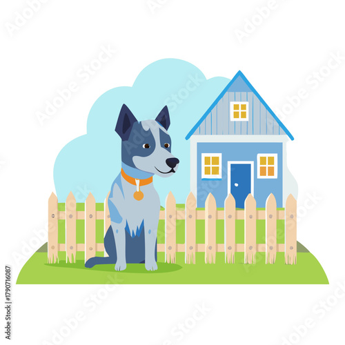 A young blue heeler dog out the front of her home with white picket fence