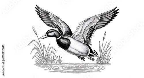 Black and white illustration of a mallard duck flying over water