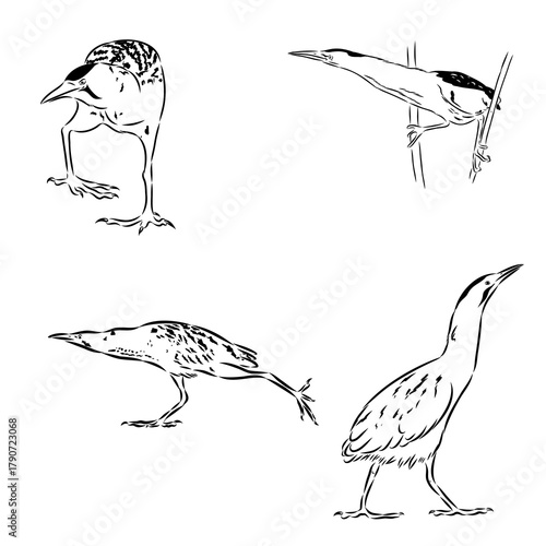 Bittern wild bird, vector sketch