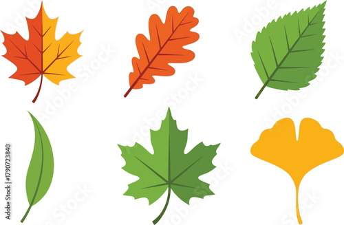 Variety of colorful autumn leaves in different shapes and sizes on a white background
