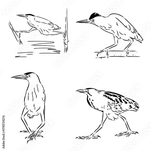 Bittern wild bird, vector sketch
