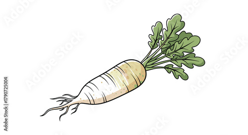 A fresh daikon radish with vibrant green leaves and root hairs still attached.