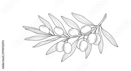 A detailed illustration of an olive branch with delicate leaves and ripening fruit.