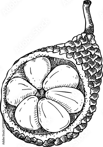 Salak - tropical plant sketch. Snake fruit hand drawn vector illustration. Exotic food drawing. NOT AI generated