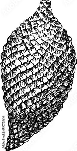 Salak - tropical plant sketch. Snake fruit hand drawn vector illustration. Exotic food drawing. NOT AI generated