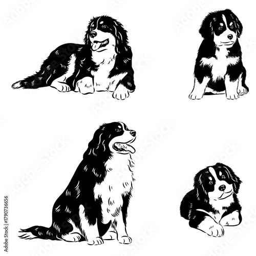 Bernese Mountain dog, vector sketch