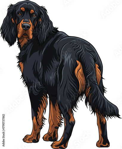 Gordon Setter dog standing looking back rear vector illustration