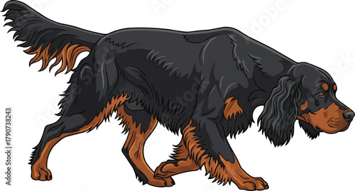Gordon Setter dog walking focused alert vector illustration
