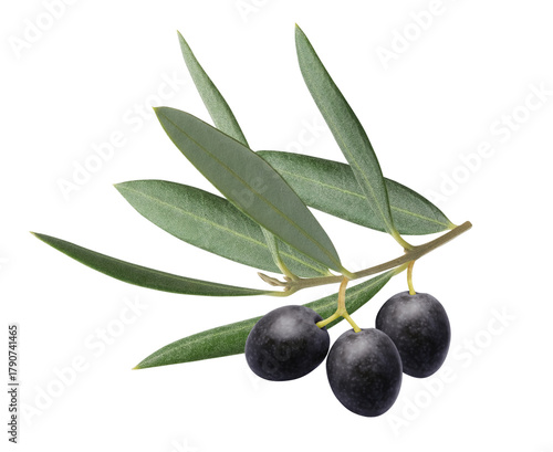 Fresh black olive branch with fruits and leaves isolated on white background. Nutritious ingredient for mediterranean diet, healthy food and delicious oil. Natural beauty product and organic cosmetics