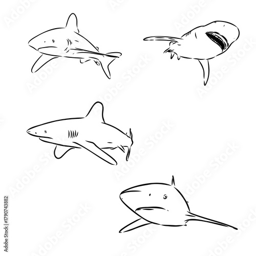 shark is a predatory fish, vector sketch