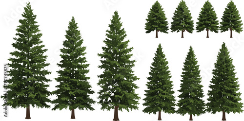 Evergreen trees, coniferous forest, pine tree collection, botanical illustration, nature foliage, landscape design, forestry elements, green woodland, spruce, fir