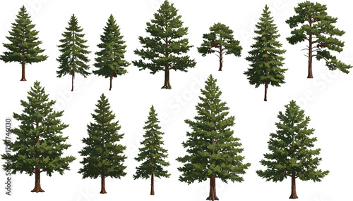 Realistic pine tree illustrations, diverse conifer shapes, botanical forest elements, evergreen foliage, nature design assets, landscape reference, vector tree collection