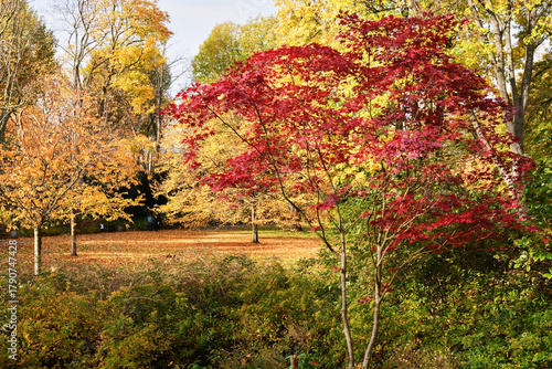 Bunte Herbstwiese mit Bäumen, Sträuchern, Wiese, Sonne und Schatten	
