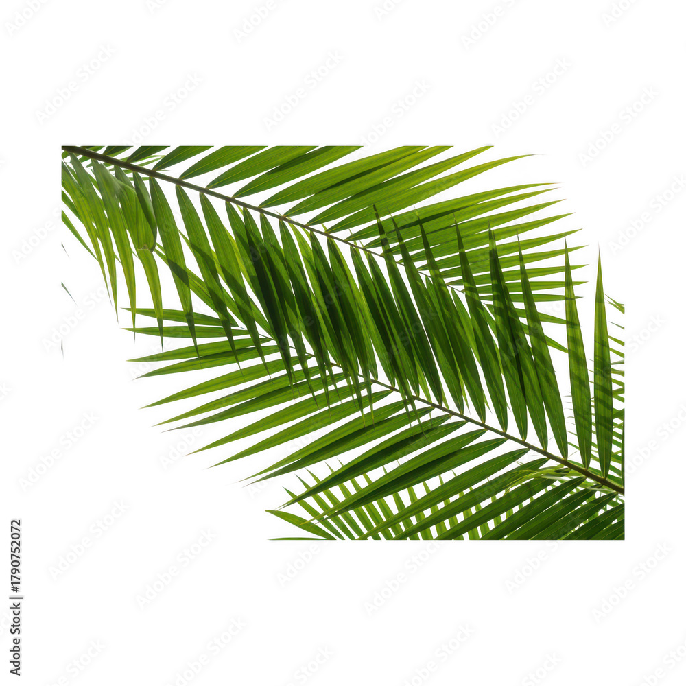 Fototapeta premium A vibrant green palm leaf against a clean transparent background, , showcasing tropical foliage and natural beauty