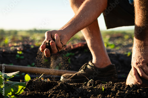 Farmer's hand feeling rich soil, cultivating earth, planning spring planting in an agricultural field at sunset