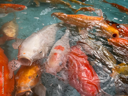 Vibrant Koi Fish Swimming in Icy Water, A Symbol of Prosperity and Good Fortune, A close-up vertical shot of a large group of colorful Koi fish (Cyprinus rubrofuscus) clustered together in a tank, par