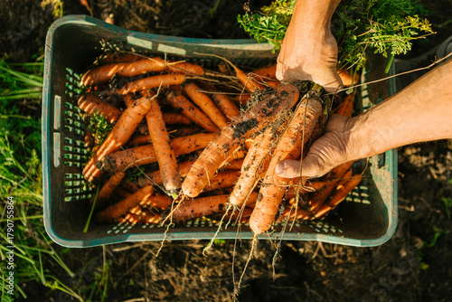 Tableau sur toile Farmer hands gathering freshly pulled carrots with green tops and soil still att