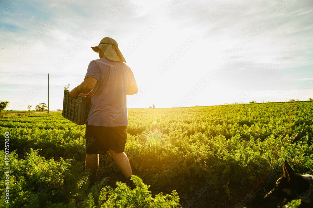 Fototapeta premium Farmer harvesting carrots with a dog in a sunny field, showing sustainable agriculture and organic produce