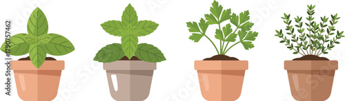 Four potted herb plants are lined up against a white background.
