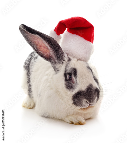 Rabbit in a christmas hat isolated on a white background.