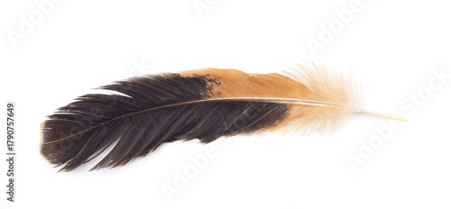 Brown and black bird feather isolated on white background.