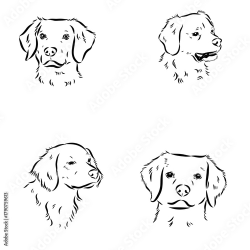Breton epagnole dog, vector sketch