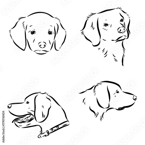 Breton epagnole dog, vector sketch
