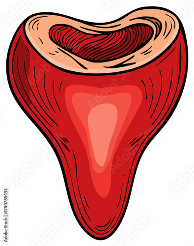 Stylized vector illustration of a red shark tooth showing an anatomical cross section
