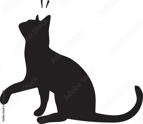 black cat on white background