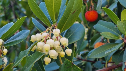 Arbutus unedo fruits flowers leaves in autumn
