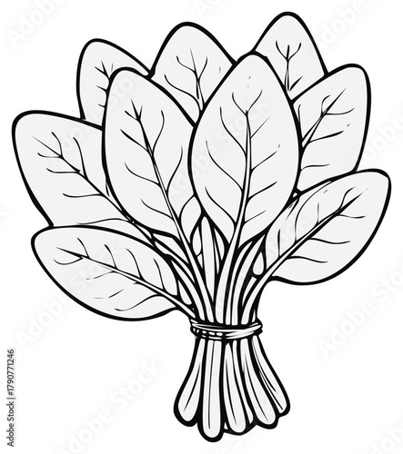 Fresh bunch of spinach leaves tied with a string illustration