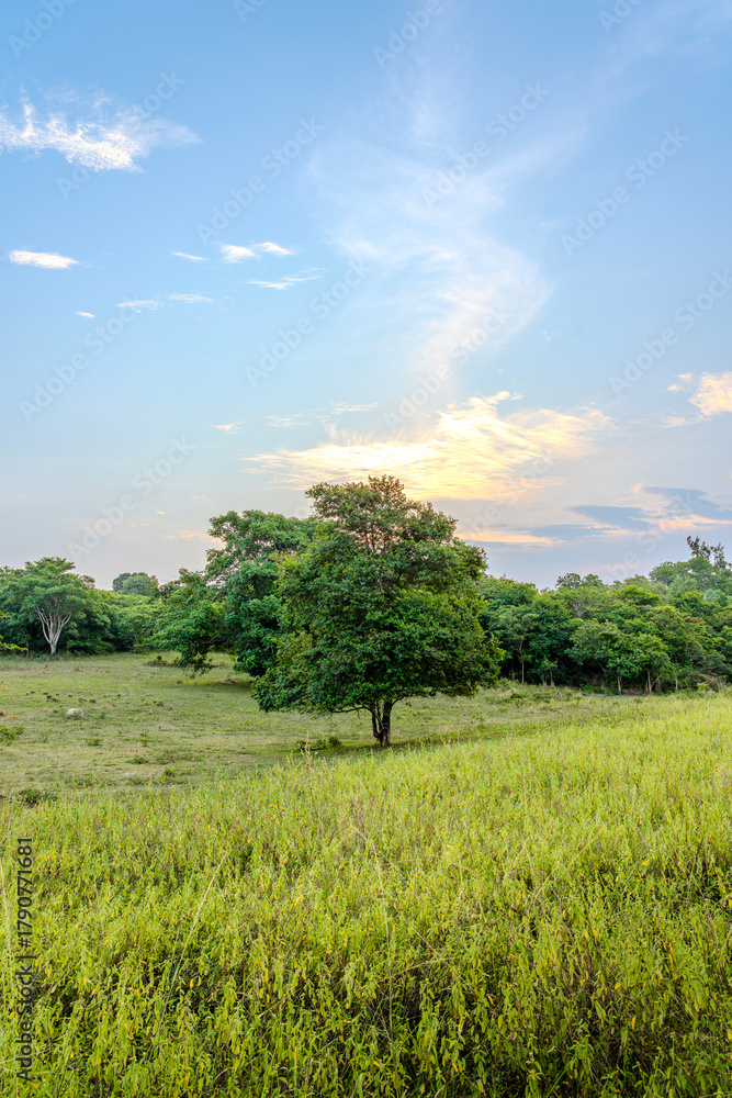 Obraz premium Lonely tree in a grass meadow field with dense lush forest background. Rural countryside landscape with single tree in blue cloudy sky with evening sunset