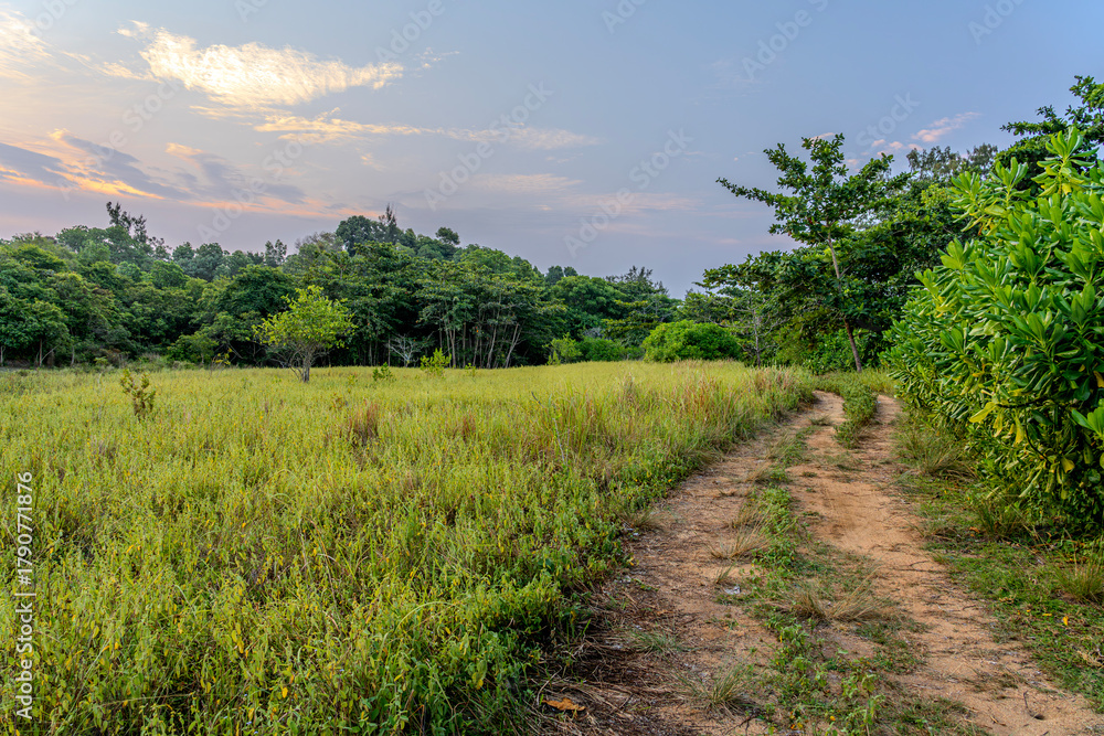 Fototapeta premium Dirt road is surrounded by wild weeds and trees. Country road in a grass field with a clear blue sky. Sandy path through lush greenery meadow and forest in evening sunset
