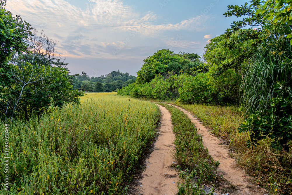 Naklejka premium Dirt road is surrounded by wild weeds and trees. Country road in a grass field with a clear blue sky. Sandy path through lush greenery meadow and forest in evening sunset