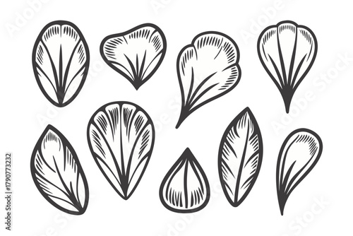 Set of Individual Petal Silhouettes