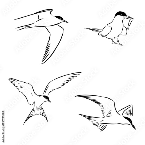 tern is a wild bird, vector sketch