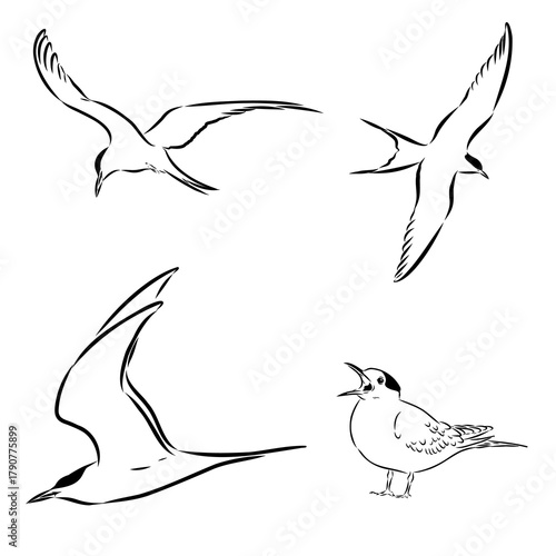 tern is a wild bird, vector sketch