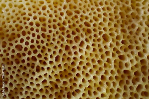 Macro close-up of Suillus mushroom pore surface showing yellow sponge-like structure, natural patterns, and organic abstract texture in warm tones