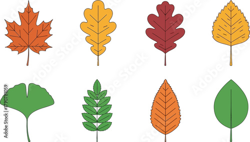 Collection of colorful autumn leaves in various shapes and sizes