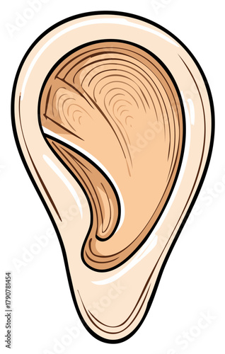 Cartoon illustration of a human ear with a detailed inner structure and smooth outlines.