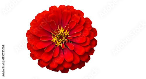 Bright red zinnia flower — top view vibrant bloom on white background


