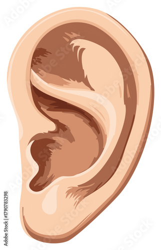 Detailed digital illustration of a human ear showcasing its complex anatomy in varied brown tones