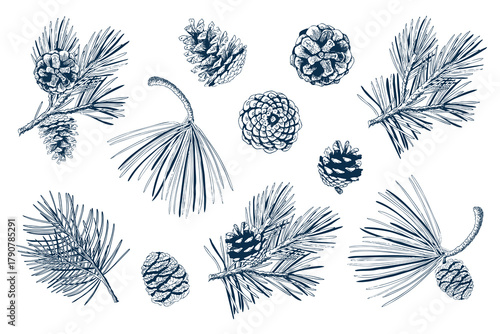 Pine Branch and Cone Set in Hand-Drawn Style. Engraved Vector Illustration for Christmas Designs.