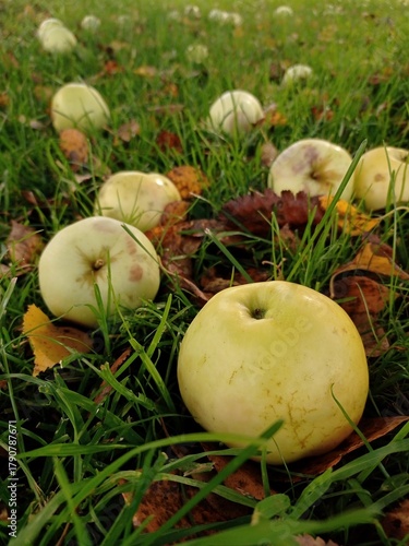 Close up of some apples on the ground. The apples have fallen from the tree.