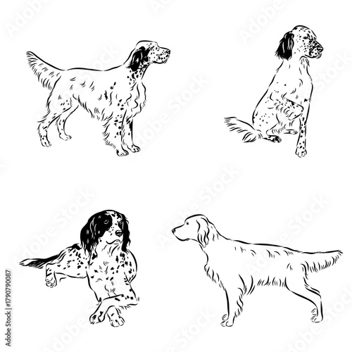 English setter dog, vector sketch