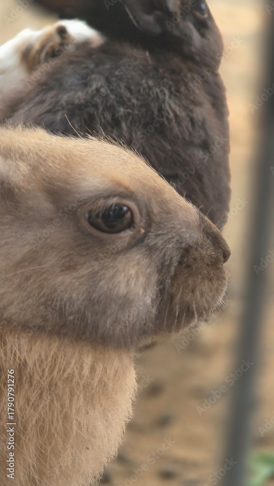 Fototapeta premium Group of cute fluffy rabbits nibbling greens in a zoo habitat, symbolizing calmness and animal bonding.