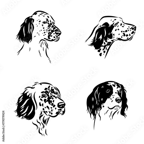 English setter dog, vector sketch